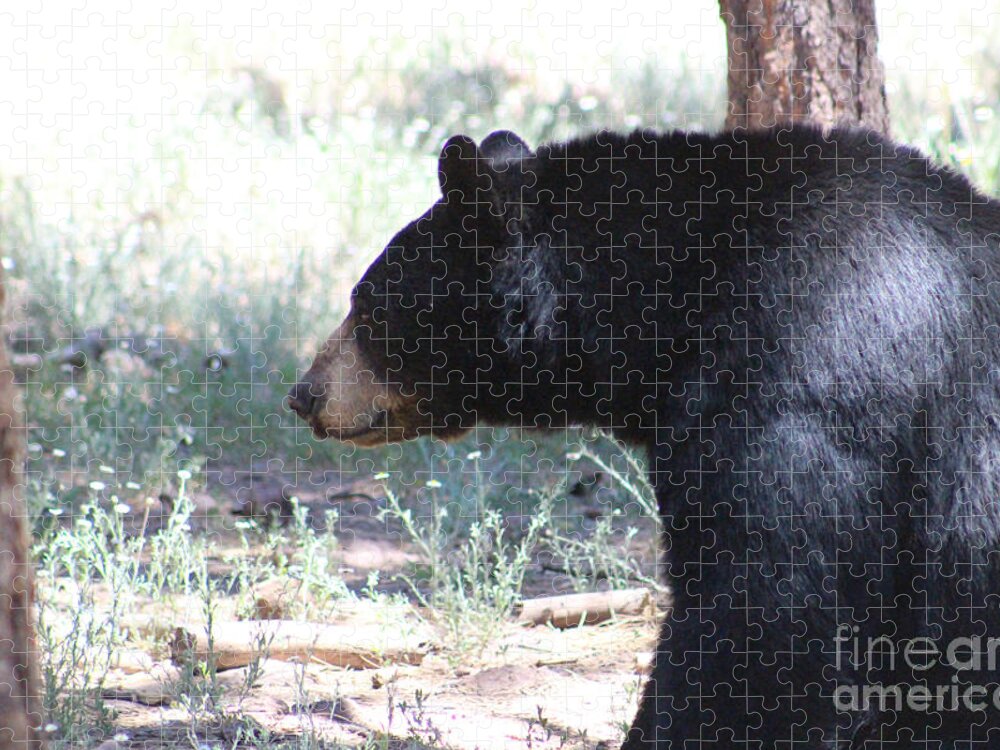 Black Bear Jigsaw Puzzle featuring the photograph Bear in Thought by Colleen Cornelius