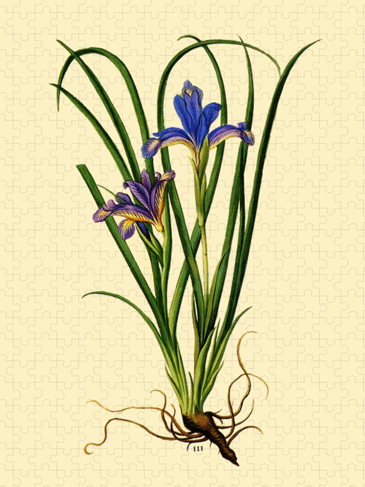 Beardless Purple Iris Jigsaw Puzzle featuring the digital art Beardless purple iris by Madame Memento