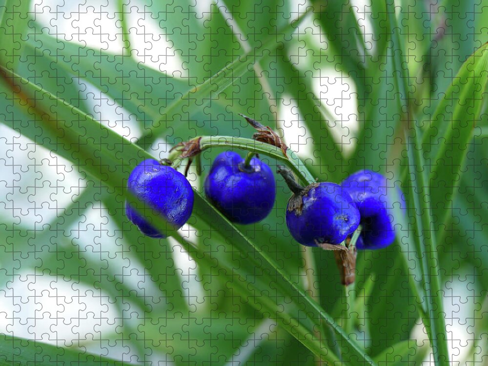 Plants Jigsaw Puzzle featuring the photograph Beautiful Blue Berries by Maryse Jansen