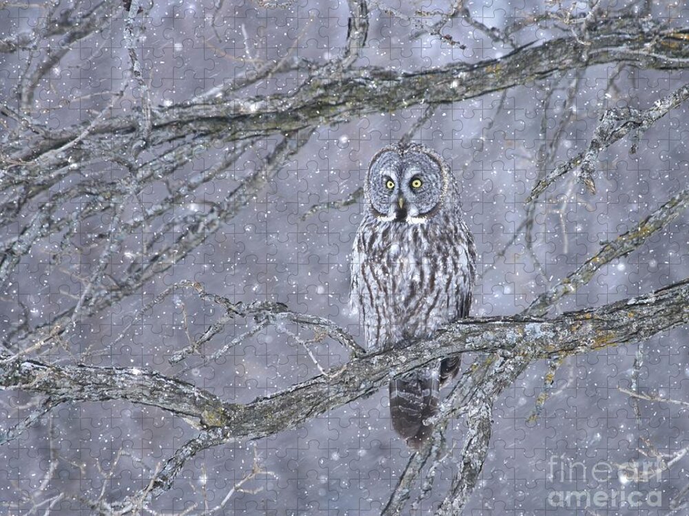 Great Gray Owl Jigsaw Puzzle featuring the photograph Beautiful gray on a snowy day by Heather King