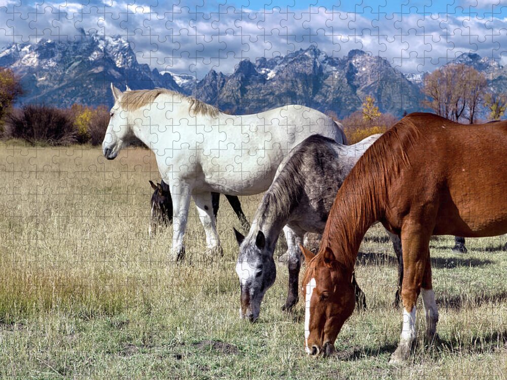 Horses Jigsaw Puzzle featuring the photograph Beautiful Horses Grazing in Jackson Hole by Kathleen Bishop