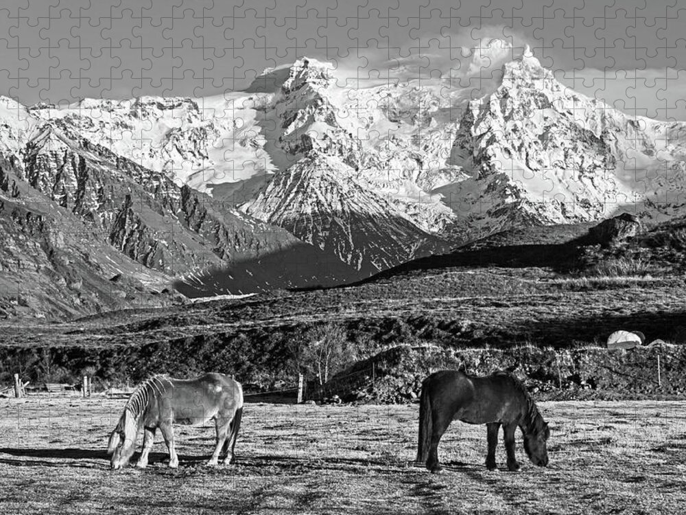 Iceland Jigsaw Puzzle featuring the photograph Beautiful Icelandic Horses in front of a Snow Covered Mountain Iceland Black and White by Toby McGuire