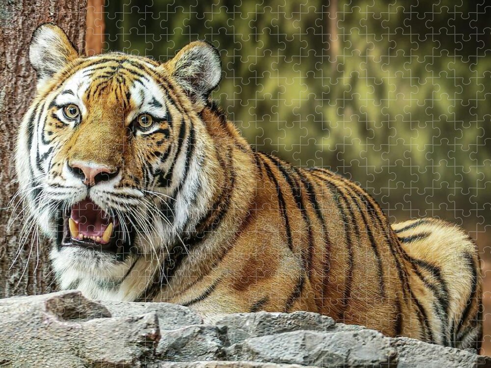 Amur Tiger Jigsaw Puzzle featuring the photograph Beautiful Markings by Deb Beausoleil