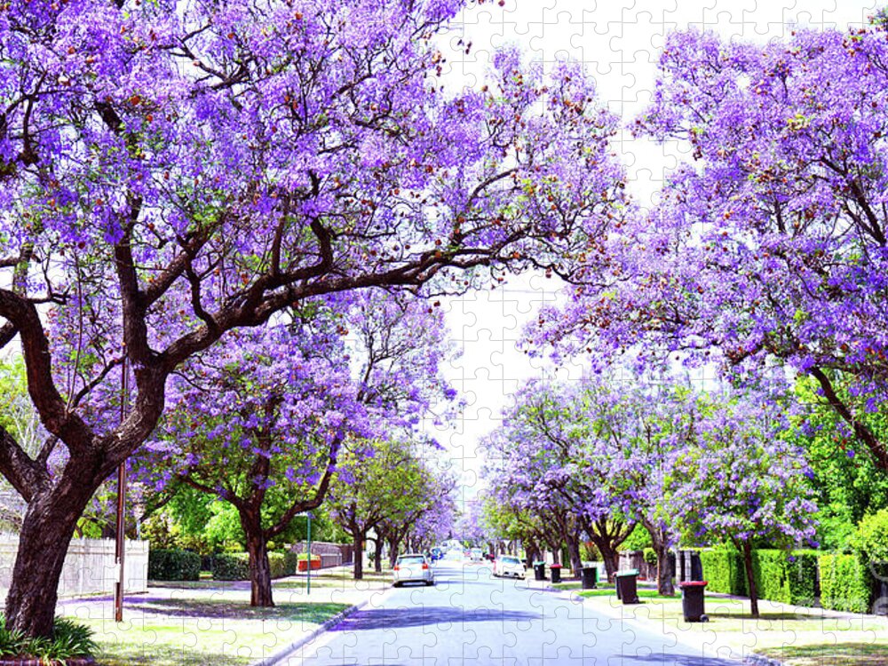 Jacaranda Jigsaw Puzzle featuring the photograph Beautiful purple flower Jacaranda tree lined street in full bloom. by Milleflore Images