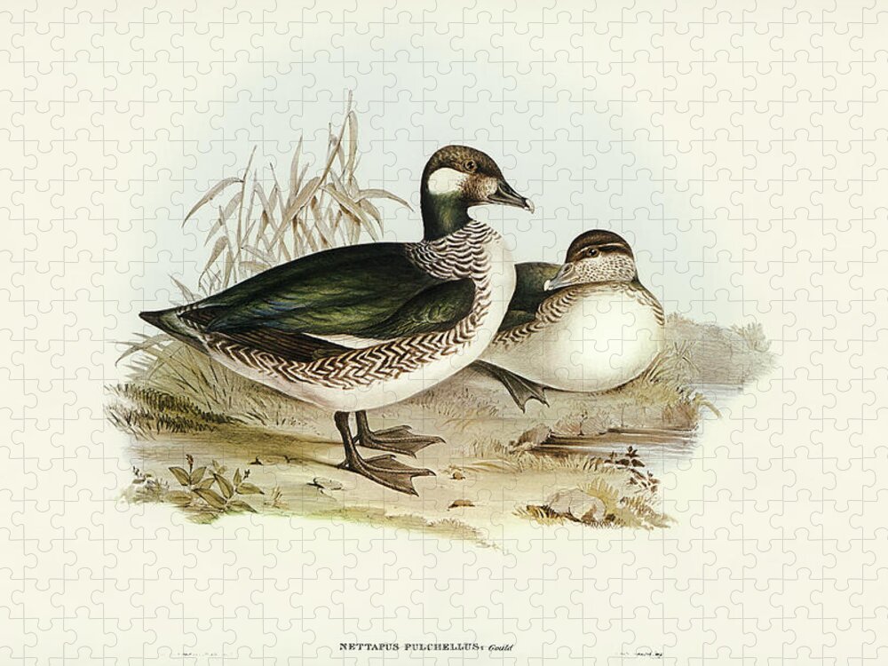 Beautiful Pygmy Goose Jigsaw Puzzle featuring the drawing Beautiful Pygmy Goose, Nettapus pulchellus by John Gould