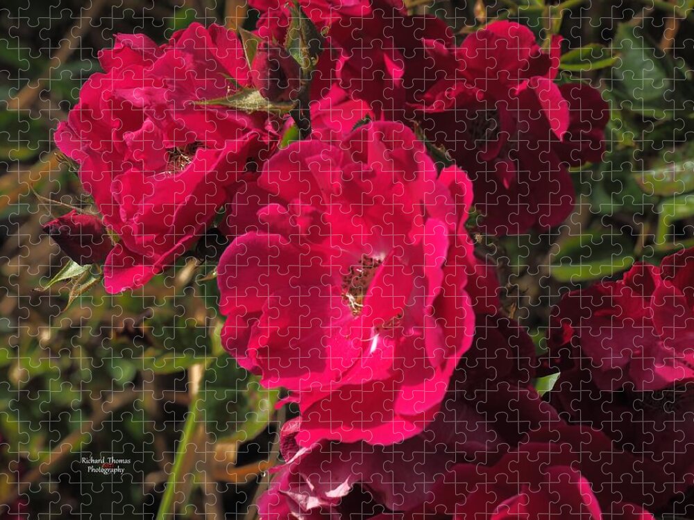 Botanical Jigsaw Puzzle featuring the photograph Beautiful Red Roses by Richard Thomas