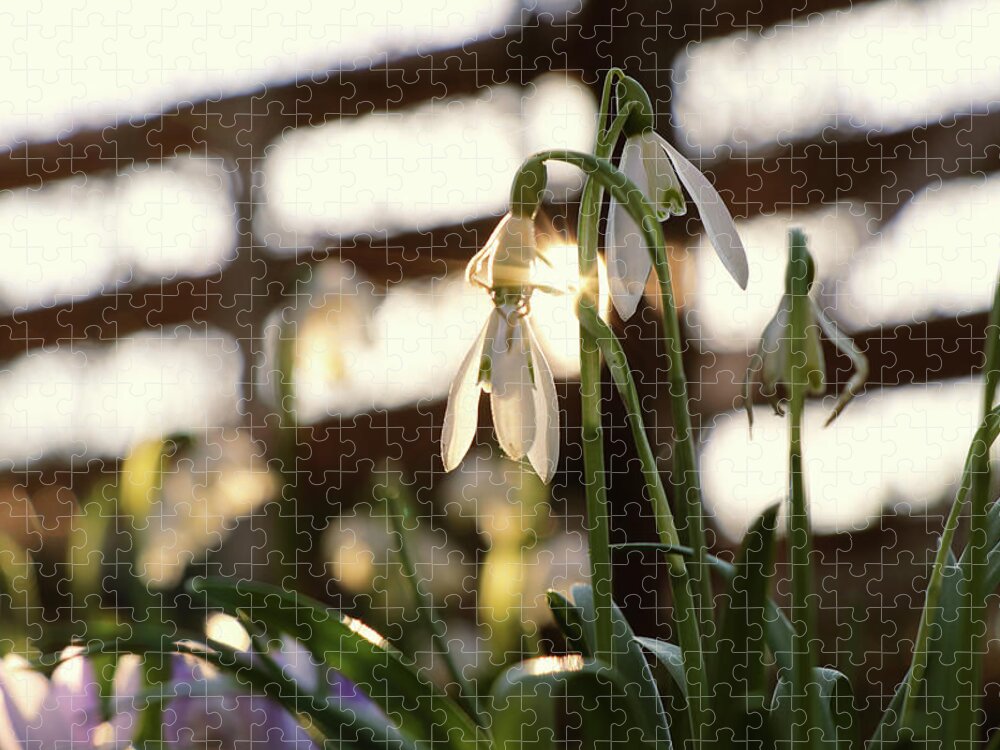 Misty Jigsaw Puzzle featuring the photograph White snowdrop in golden hours. by Vaclav Sonnek