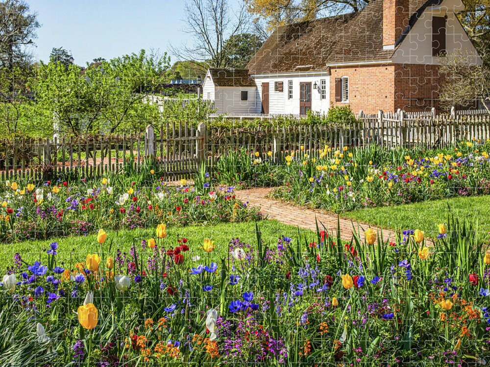 Colonial Williamsburg Jigsaw Puzzle featuring the photograph Beautiful Tulip Garden in Virginia by Rachel Morrison