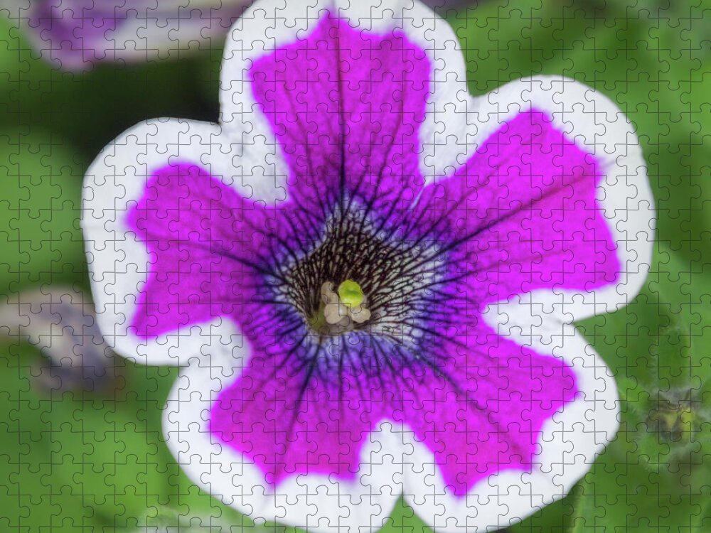 Colorado Flowers Jigsaw Puzzle featuring the photograph Beauty of A Garden Petunia by Debra Martz