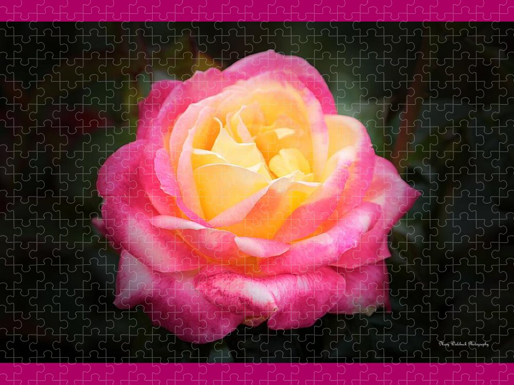 Rose Jigsaw Puzzle featuring the photograph Beauty to Behold by Mary Walchuck