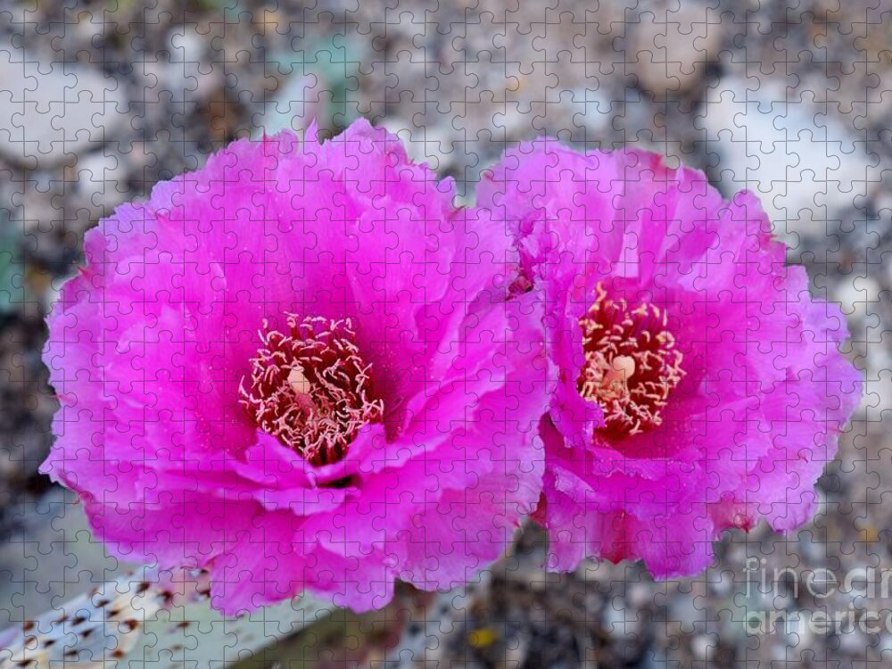 Beavertail Prickly Pear Cactus Jigsaw Puzzle featuring the photograph Beavertail Prickly Pear Duet by Janet Marie