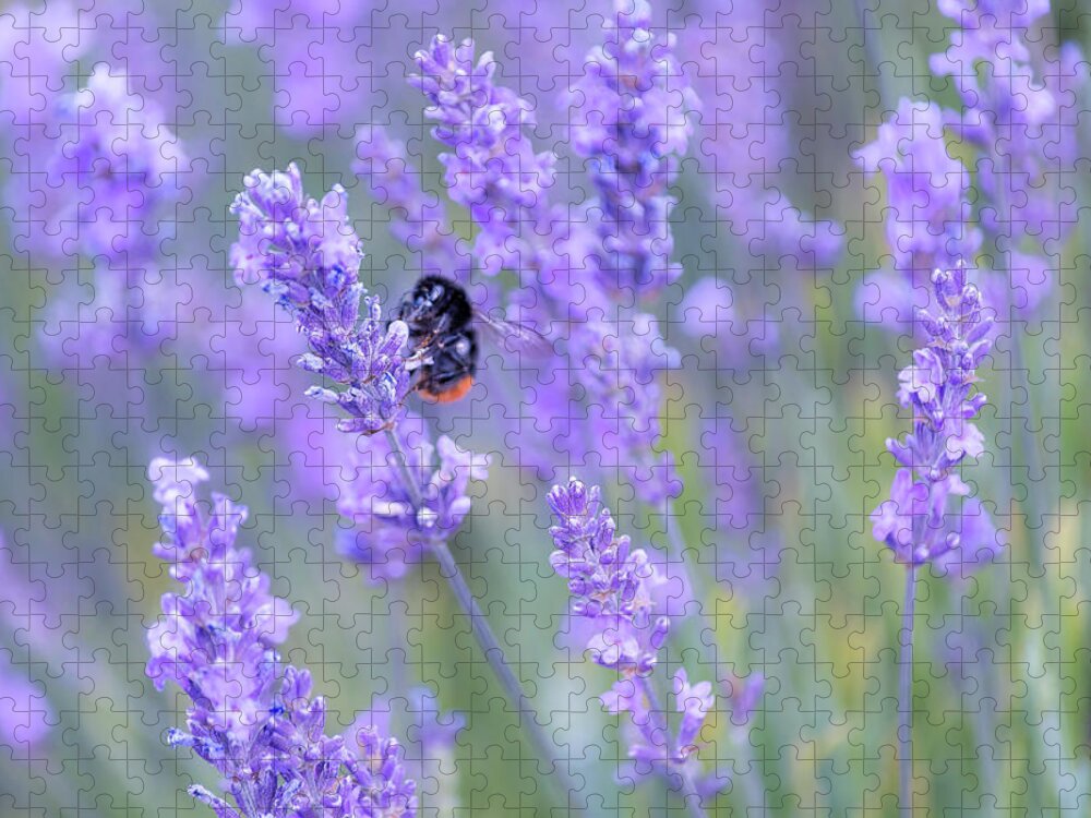 Lavender Jigsaw Puzzle featuring the photograph Bee buzzing in the lavender by Andrew Lalchan
