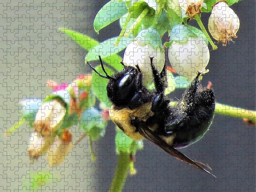 Bees Jigsaw Puzzle featuring the photograph Bee Collecting Pollen  by Linda Stern