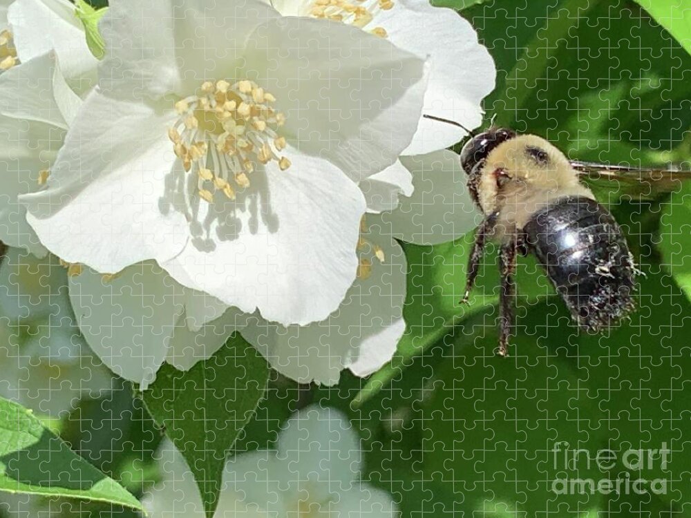 Bee Jigsaw Puzzle featuring the photograph Bee in Flight by Catherine Wilson