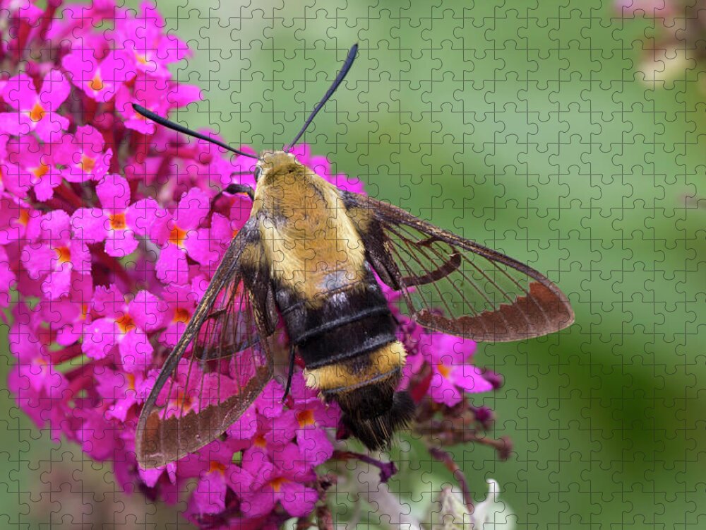 Animals Jigsaw Puzzle featuring the photograph Bee Moth on Bush by Charles Floyd