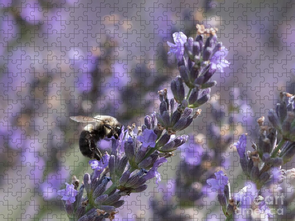 Bee Jigsaw Puzzle featuring the photograph Bumblebee on Lavender III by Lorraine Cosgrove
