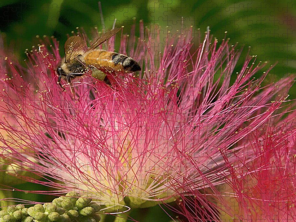 Photograph Jigsaw Puzzle featuring the photograph Bee on Mimosa Flower by Beverly Read