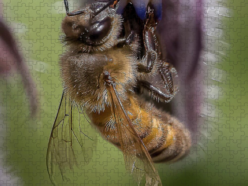 Honeybee Jigsaw Puzzle featuring the photograph Bee on Starflower by Cheri Freeman