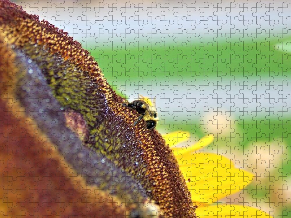 Orange Jigsaw Puzzle featuring the photograph Bee on Sunflower 4 by James Cousineau