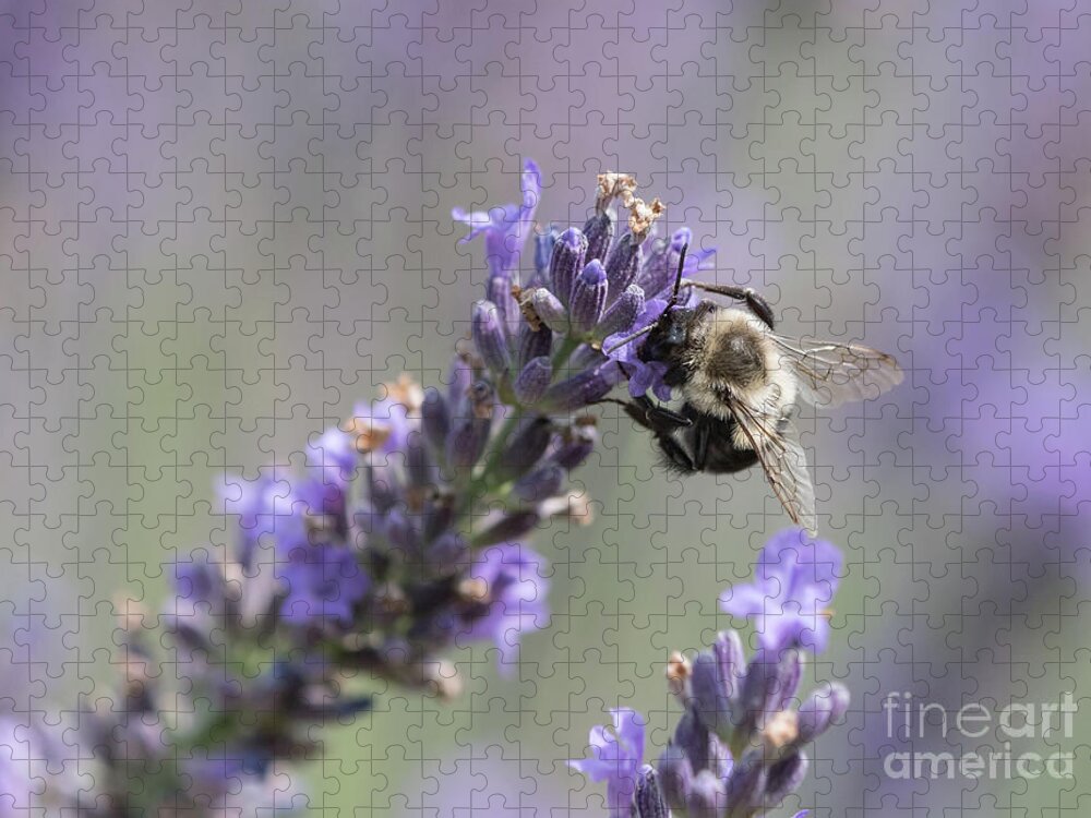Lavender Jigsaw Puzzle featuring the photograph Bee Sideways on Lavender by Lorraine Cosgrove