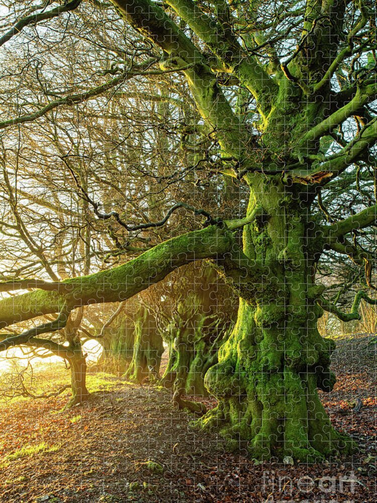 Sunrise Jigsaw Puzzle featuring the photograph Beech Trees at Sunrise on Martinsell Hill Wiltshire by Tim Gainey