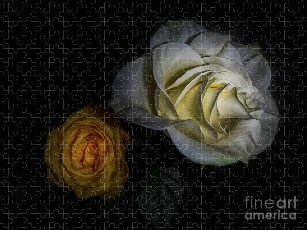 Yellow Rose Jigsaw Puzzle featuring the photograph Beginning a New Friendship by Judy Hall-Folde