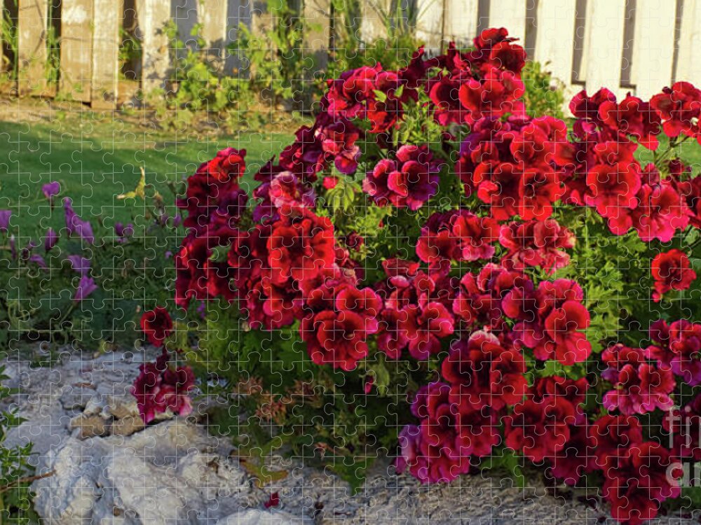 Begonia Jigsaw Puzzle featuring the photograph Begonia-Torremolinos-Spain-2019 by Pics By Tony