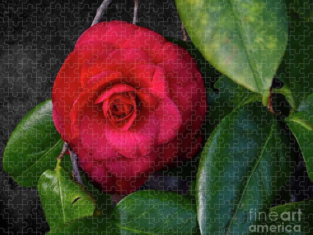 Floral Art Jigsaw Puzzle featuring the photograph Bella Rosa Camellia by Diana Mary Sharpton