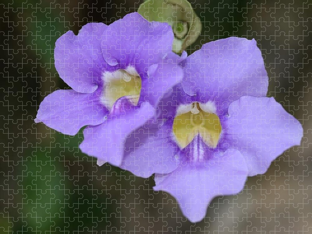 Bengal Clockvine Jigsaw Puzzle featuring the photograph Yellow Throat of Bengal Trumpet by Mingming Jiang
