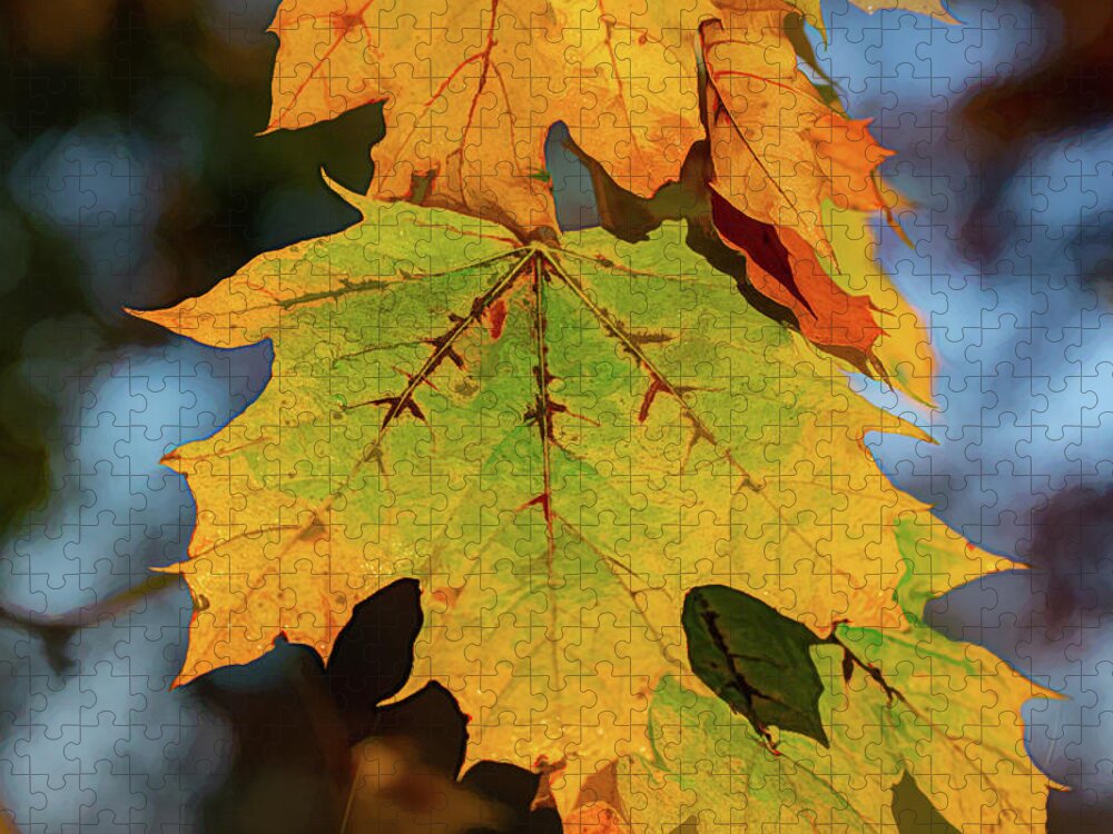 Autumn Jigsaw Puzzle featuring the digital art Berkshire Mountains Maple by Douglas Wielfaert