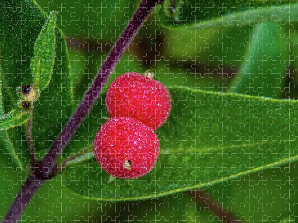 #fineart #photograph #macro #tiny #small #little #insect #focusstack #wallart #walldecor #wisconsin #doorcounty #dew #softlight #flaura #fawna #plant #plantlife #garden #green #rain #raindrops #wildflowers #earlylight #closeup #purple #nature #conservancy #preserve #tree #everdreen #dragonfly #eyes #bugeues #wings #honeysuckle #berry #leave #stem #red #round Jigsaw Puzzle featuring the photograph Berry by David Heilman