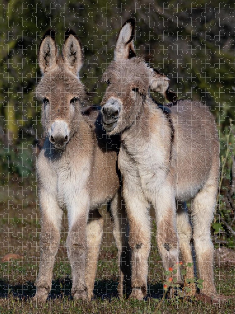 Wild Burros Jigsaw Puzzle featuring the photograph Best friends by Mary Hone