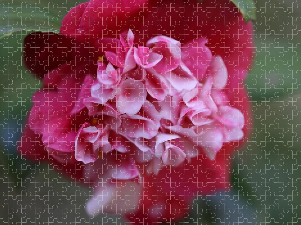 Camellia Jigsaw Puzzle featuring the photograph Bi-Color Camellia II by Mingming Jiang