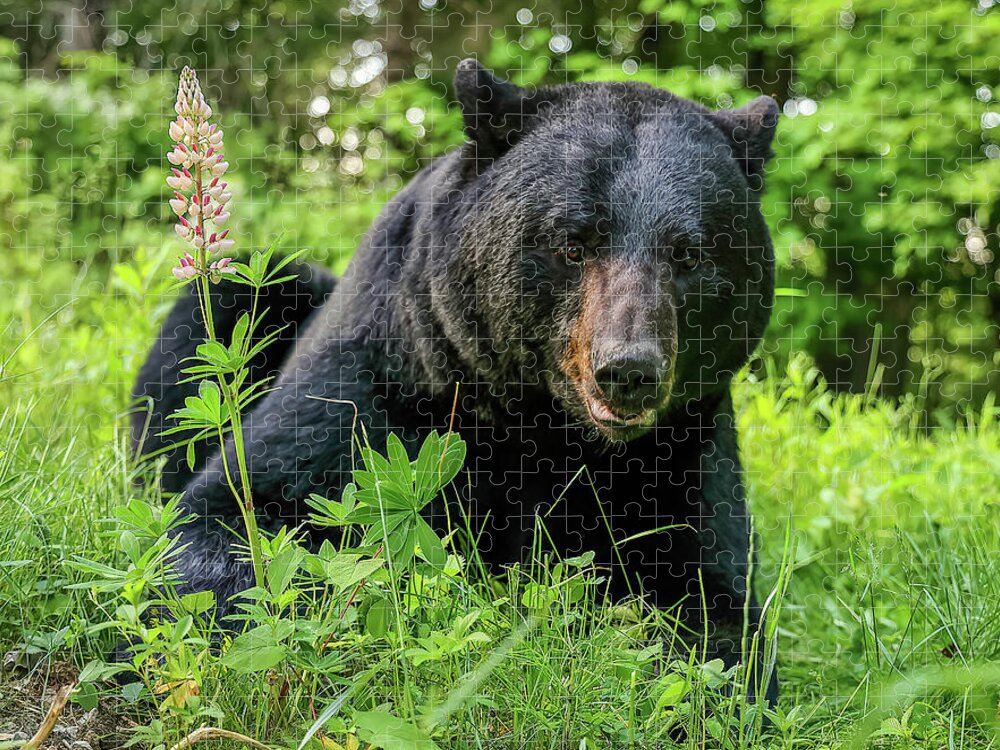 Bear Jigsaw Puzzle featuring the photograph Big Bear Close-up by Duane Cross