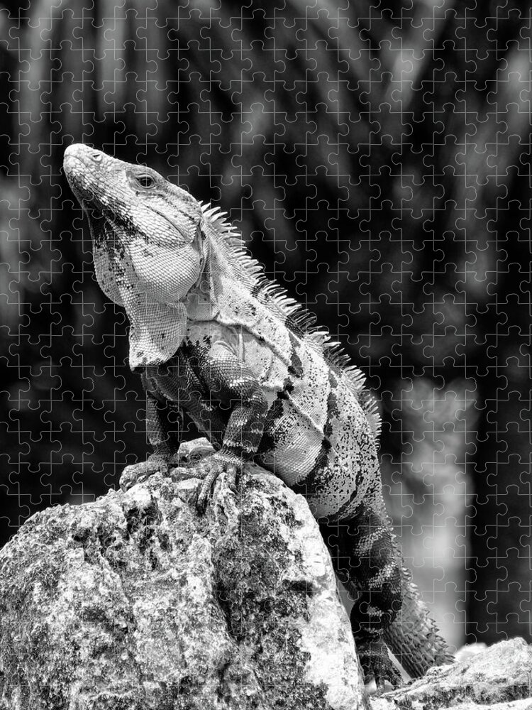 Iguana Jigsaw Puzzle featuring the photograph Big Lizard in My Backyard by Brad Barton