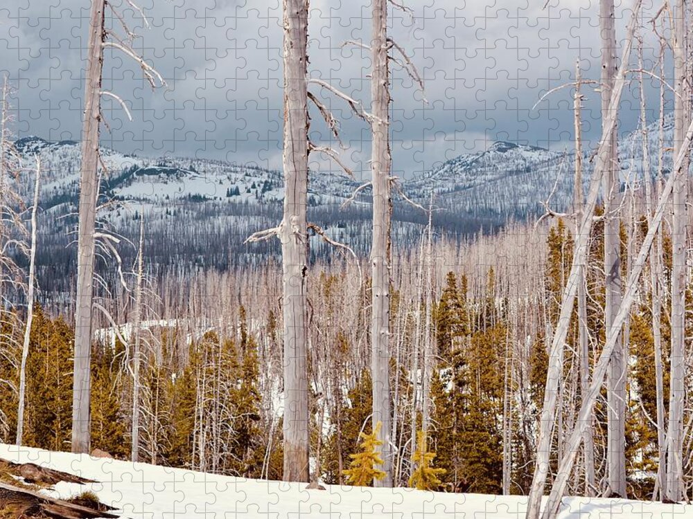 Trees Jigsaw Puzzle featuring the photograph Big Sky Country by Carolyn Mickulas