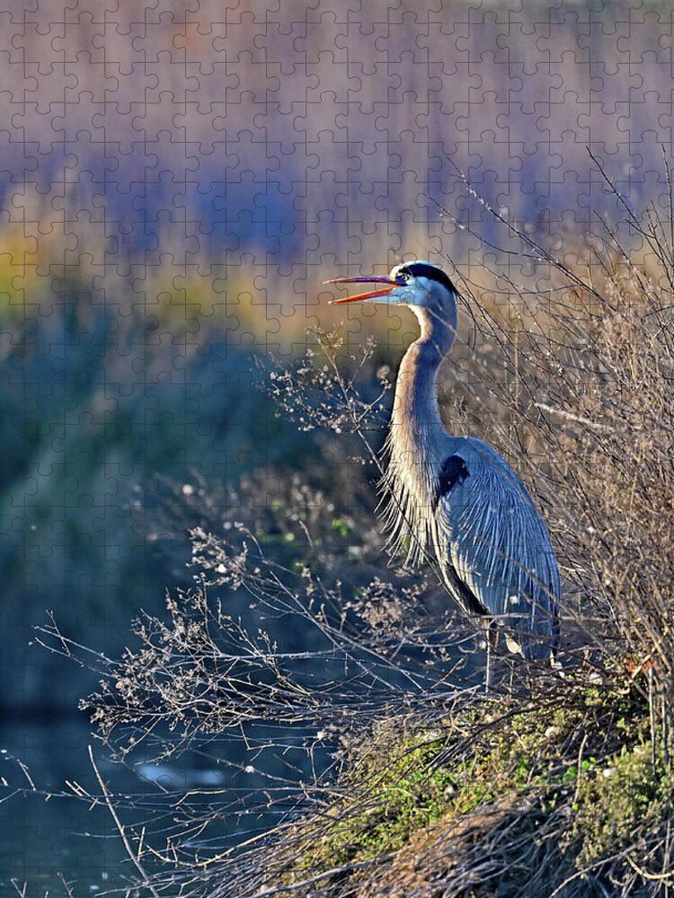 Ardea Herodias Jigsaw Puzzle featuring the photograph Bill Wide Opened - Blue Heron, Ardea herodias by Amazing Action Photo Video