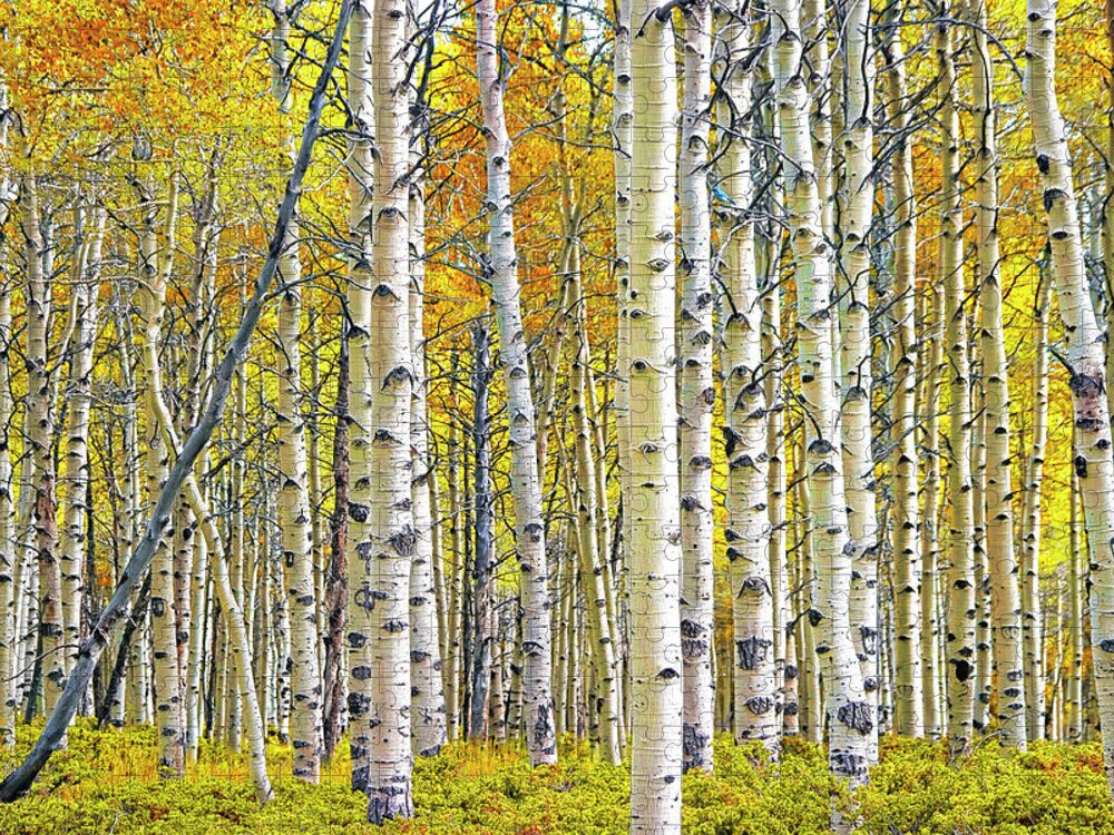 Nature Jigsaw Puzzle featuring the photograph Birch Tree Grove in Autumn Yellow Color by Randall Nyhof