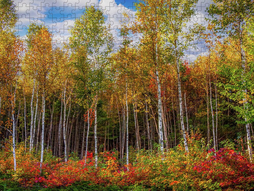Maine Birch Trees Jigsaw Puzzle featuring the photograph Birch trees turn to gold by Jeff Folger