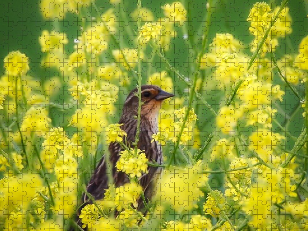 Redwingedblackbird Jigsaw Puzzle featuring the photograph Bird in Yellow Flowers by Pam Rendall