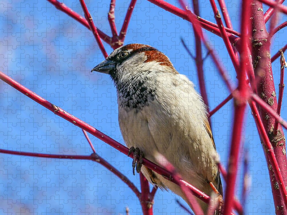Bird Red Branches Jigsaw Puzzle featuring the photograph Bird on Red Branches by David Morehead