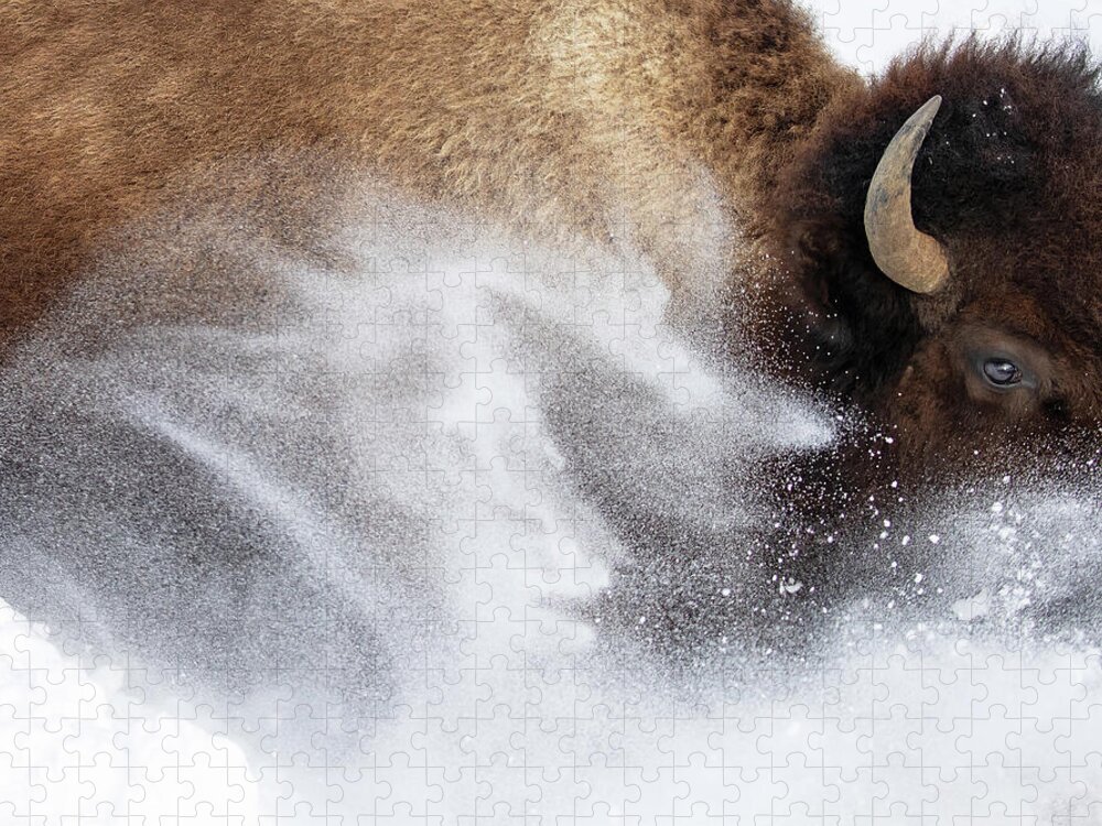 American Bison Jigsaw Puzzle featuring the photograph Bison Dashing Through the Snow by Max Waugh