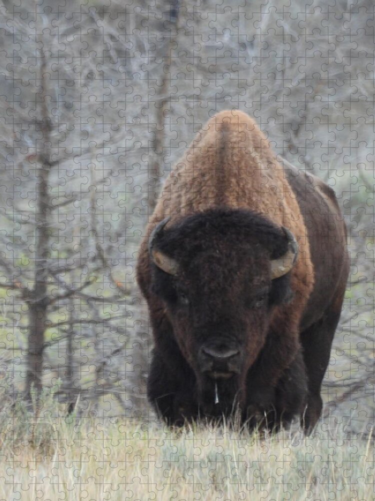Bison Jigsaw Puzzle featuring the photograph Bison Drool by Amanda R Wright