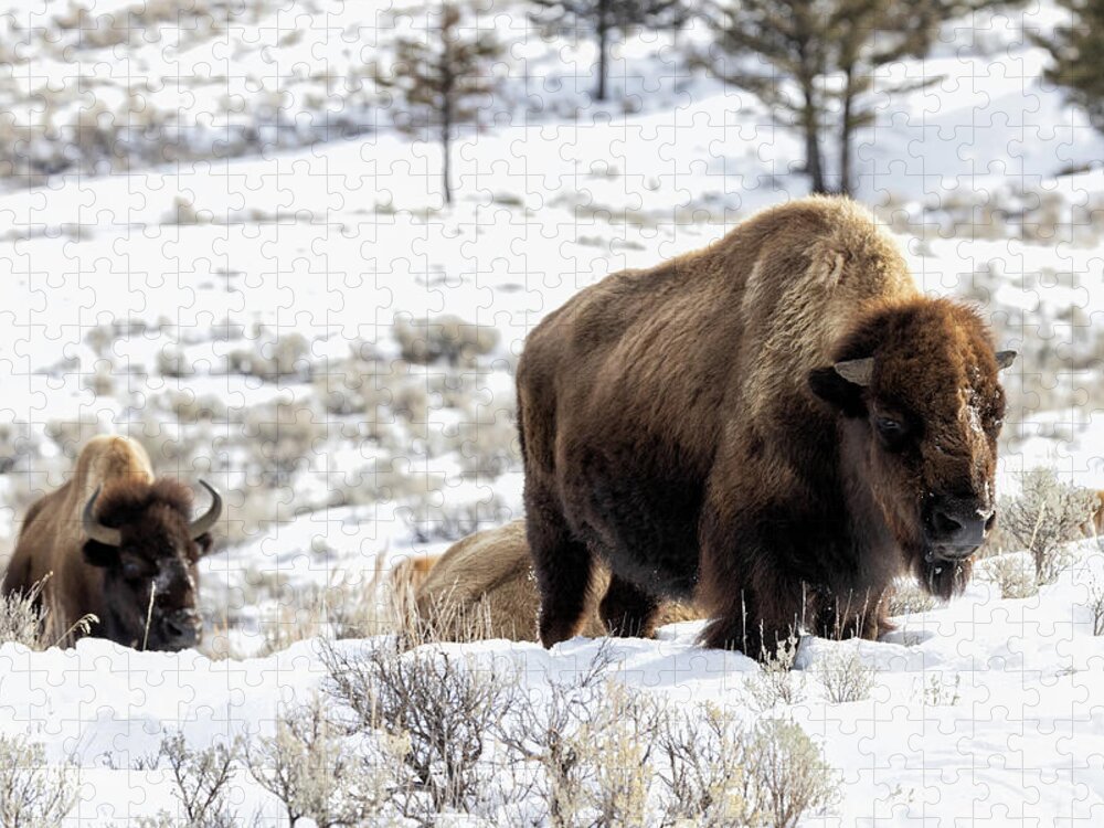 Yellowstone National Park Jigsaw Puzzle featuring the photograph Bison in the Snow by Cheryl Strahl