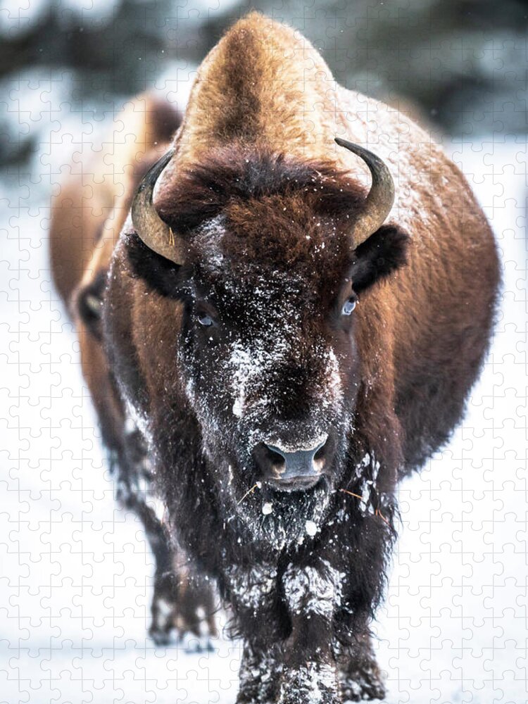 Bison in Winter Jigsaw Puzzle by Russell Cody - Pixels