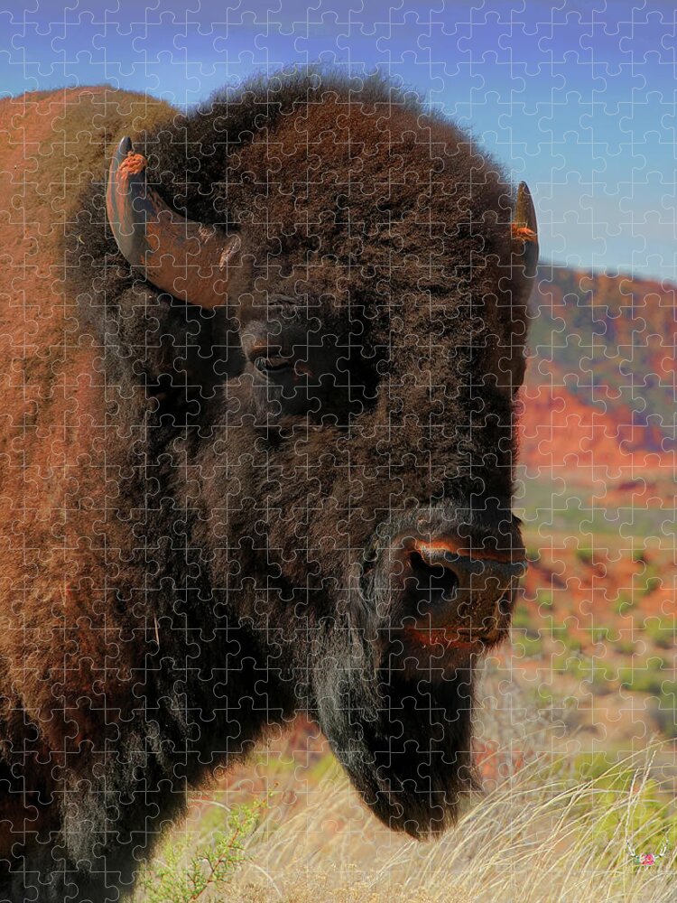 Bison Jigsaw Puzzle featuring the photograph Bison Portrait by Pam Rendall
