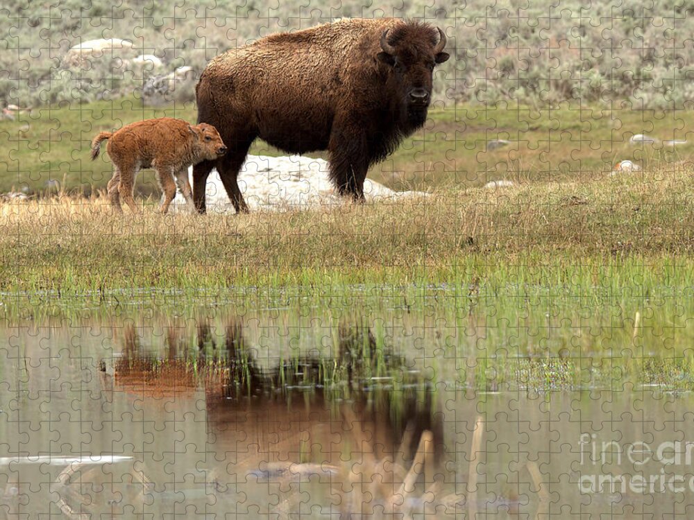 Yellowstone Jigsaw Puzzle featuring the photograph Bison Red Dog With A Wary Eye by Adam Jewell