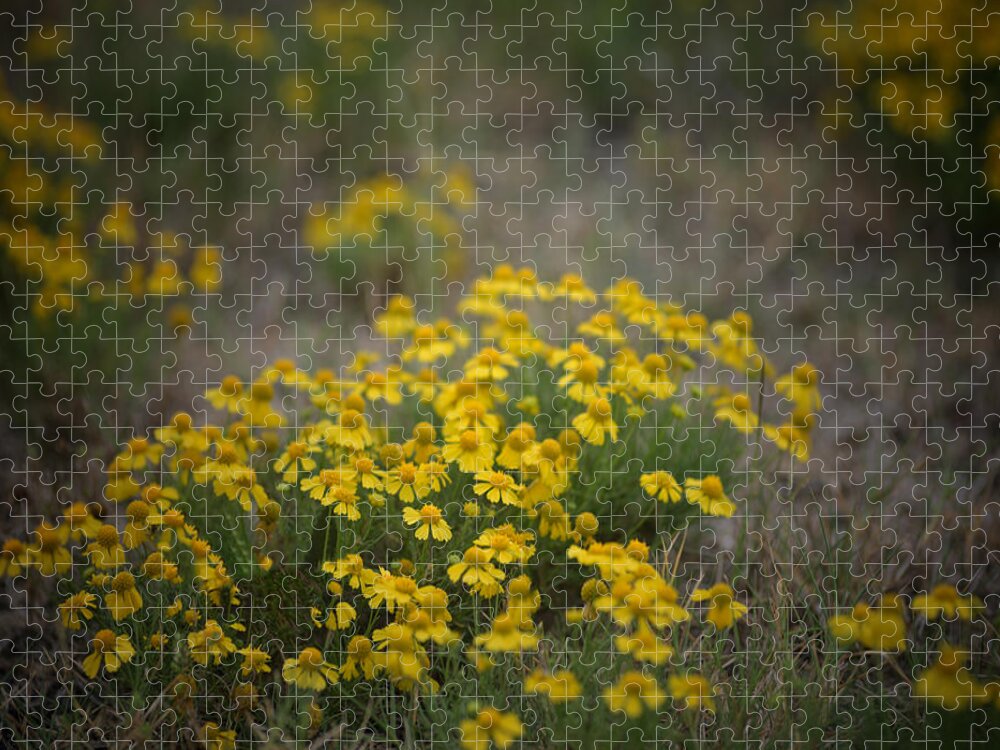 Daisy Jigsaw Puzzle featuring the photograph Bitter Sneezeweed by DArcy Evans