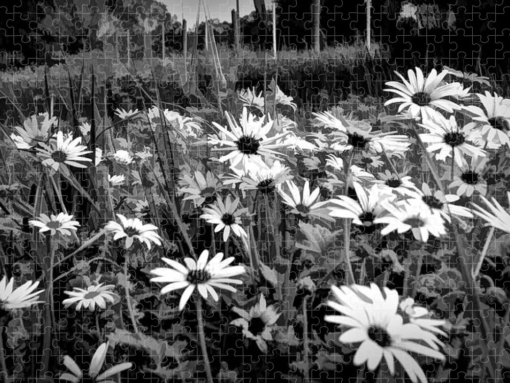 Black And White Jigsaw Puzzle featuring the mixed media Black And White Carpet Of Wild Field Daisies by Joan Stratton