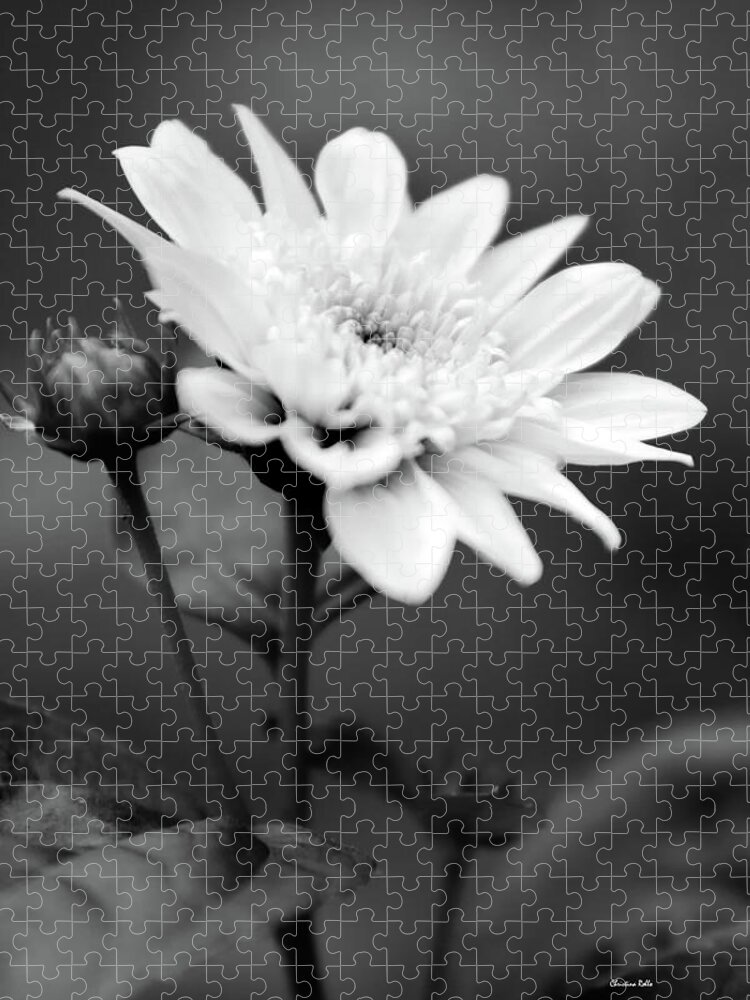 Flower Jigsaw Puzzle featuring the photograph Black and White Coreopsis Flower by Christina Rollo